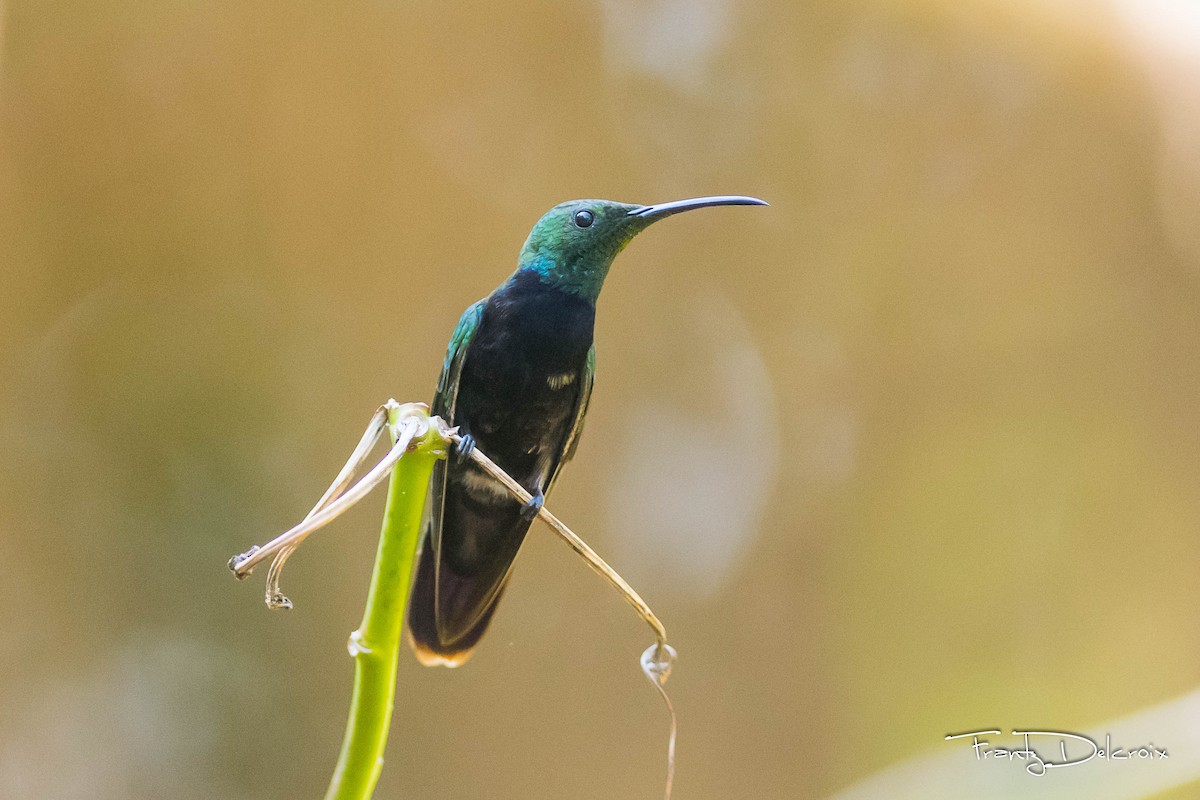 Hispaniolan Mango - Frantz Delcroix (Duzont)