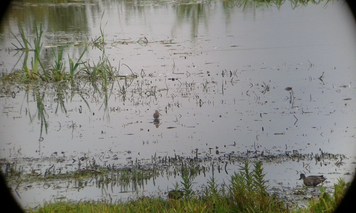 Eurasian Wigeon - ML176320441