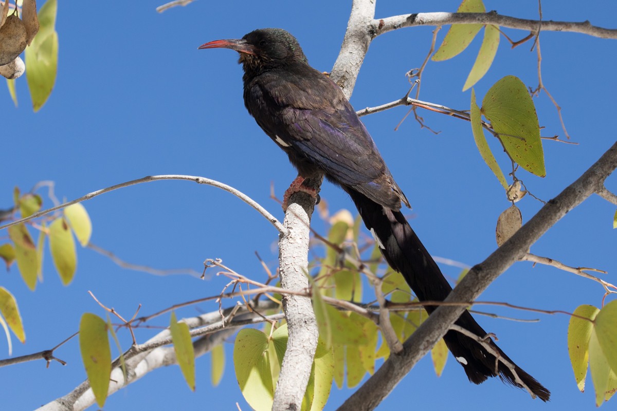 Violet Woodhoopoe (Violet) - Raphael Lebrun