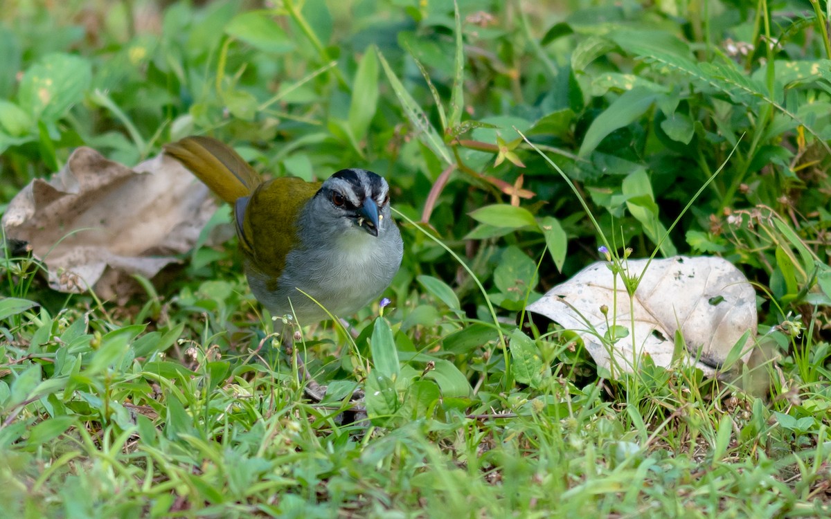 Black-striped Sparrow - ML176325391