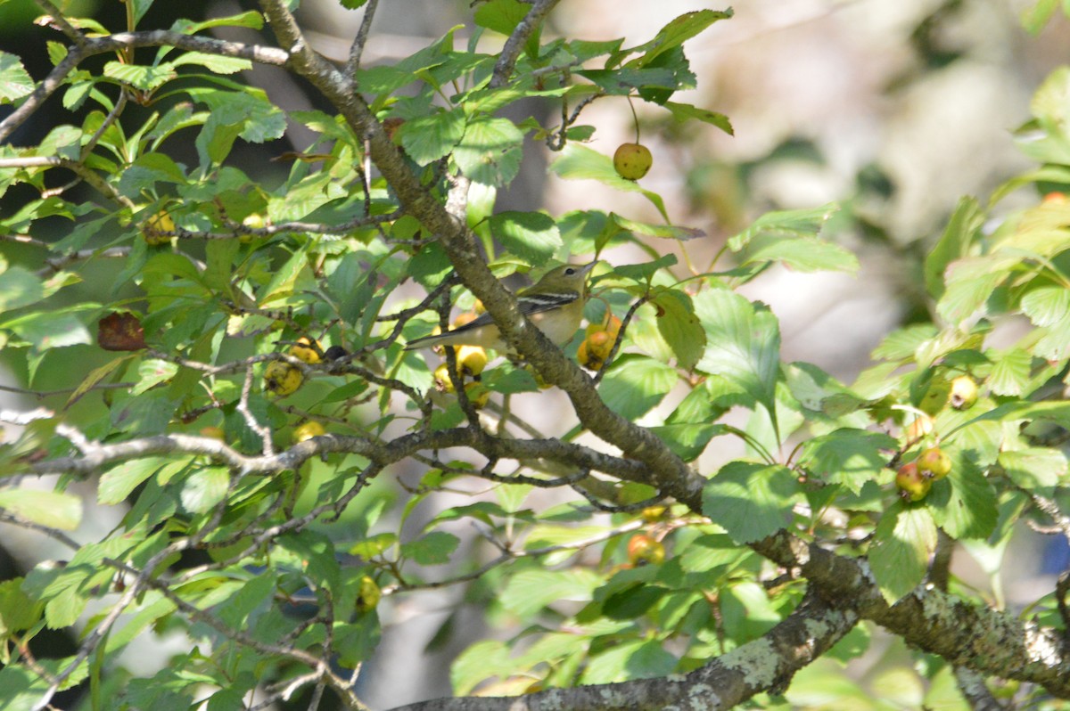 Blackpoll Warbler - ML176325571