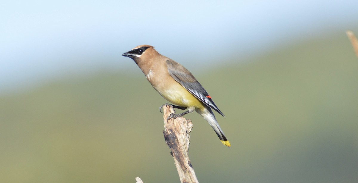 Cedar Waxwing - ML176325661