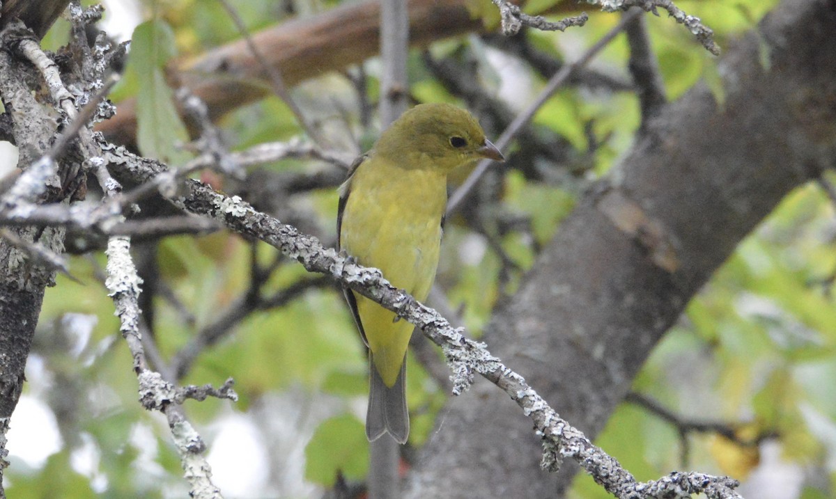 アカフウキンチョウ - ML176325751