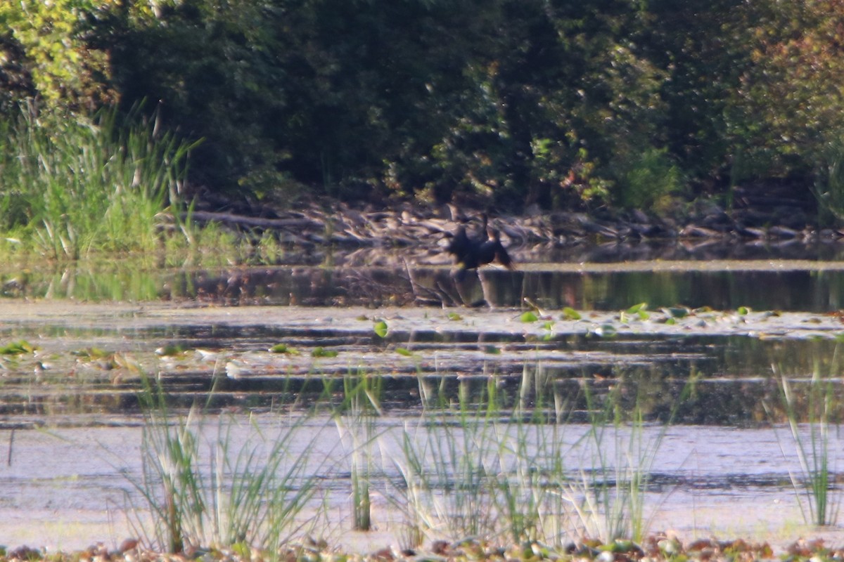 Double-crested Cormorant - ML176327561