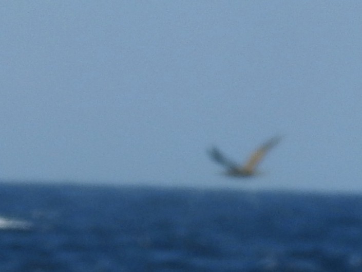 Brown Booby (Forster's) - ML176327641