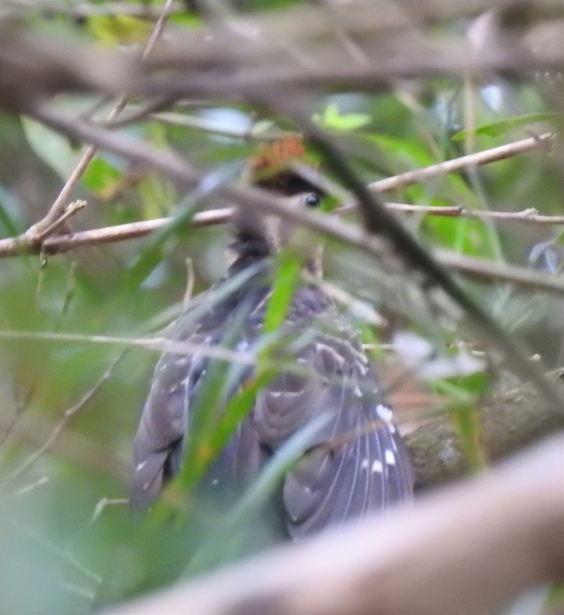 Pheasant Cuckoo - ML176327721