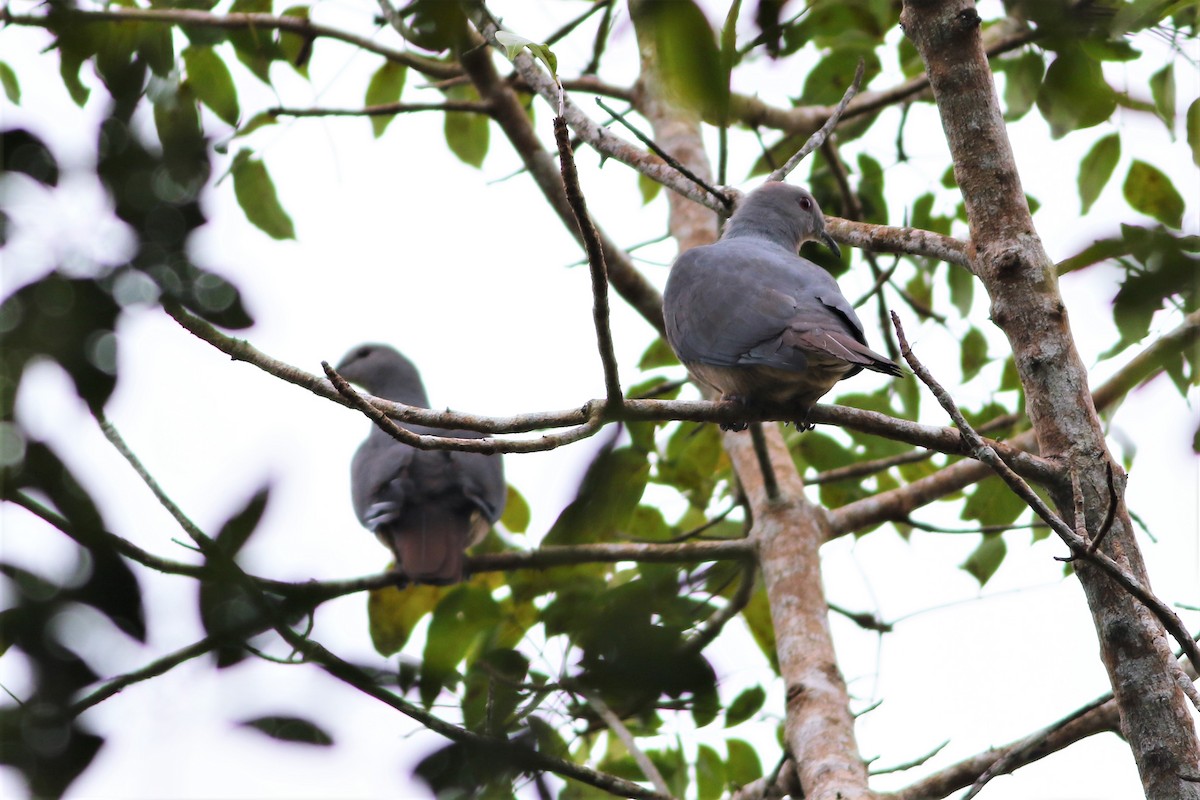 Фиджийский плодовый голубь - ML176330271
