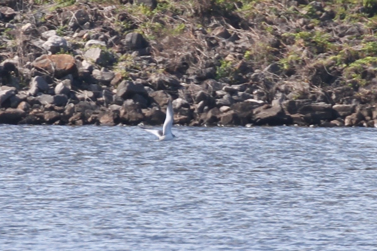 Mouette de Sabine - ML176332571