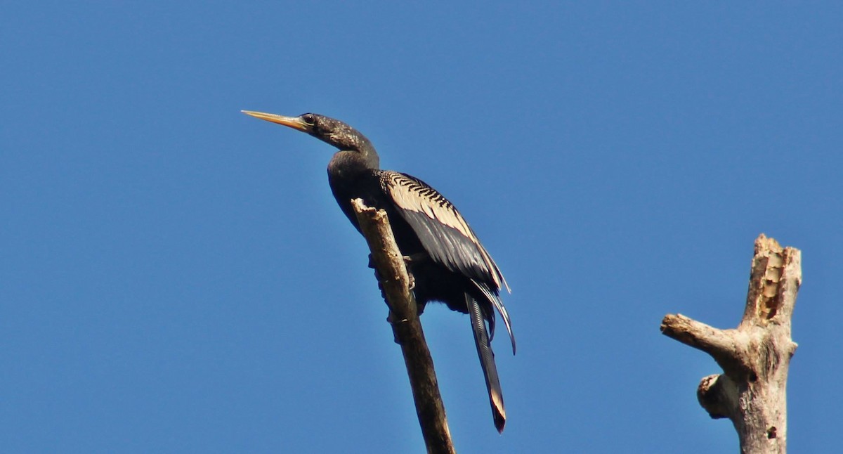 Anhinga - ML176332711