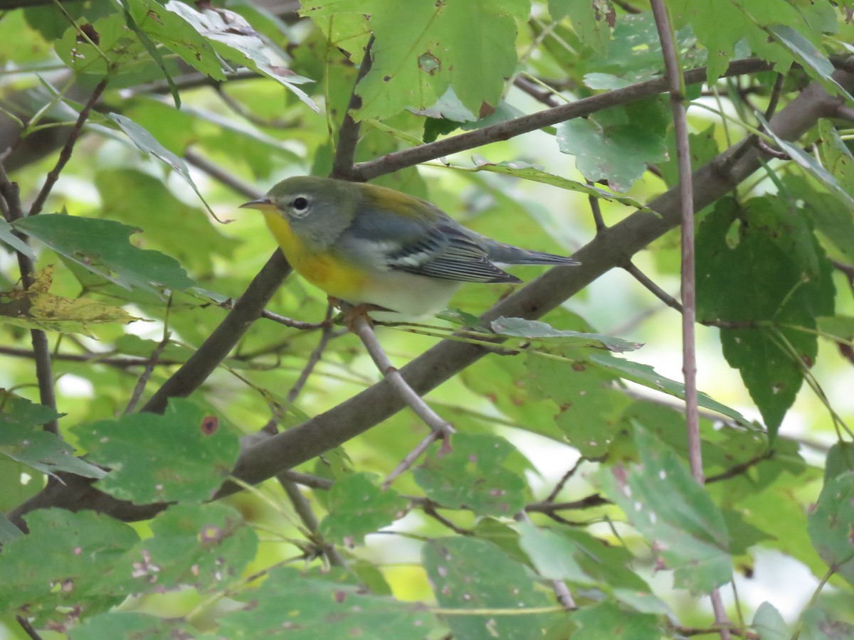 Northern Parula - ML176335501