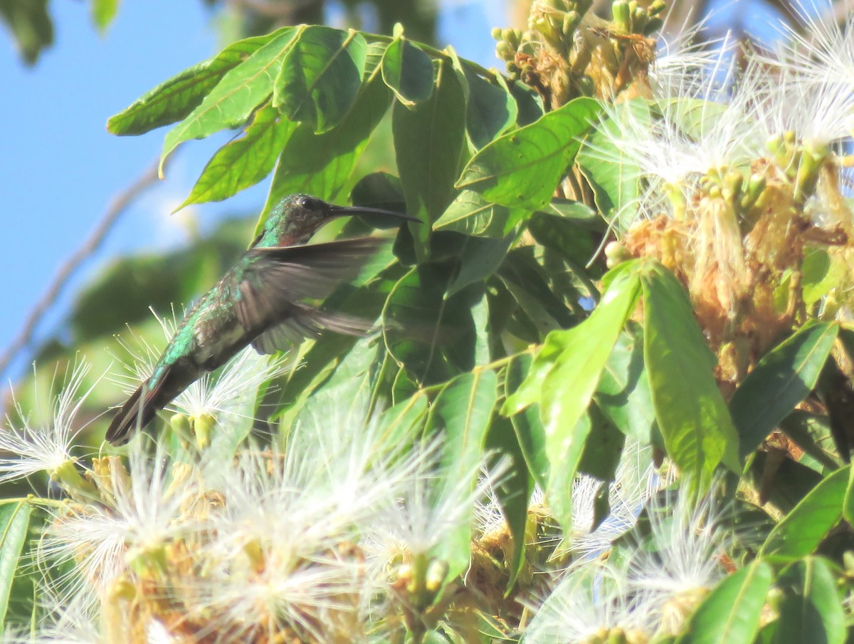kolibřík lesklý - ML176336161