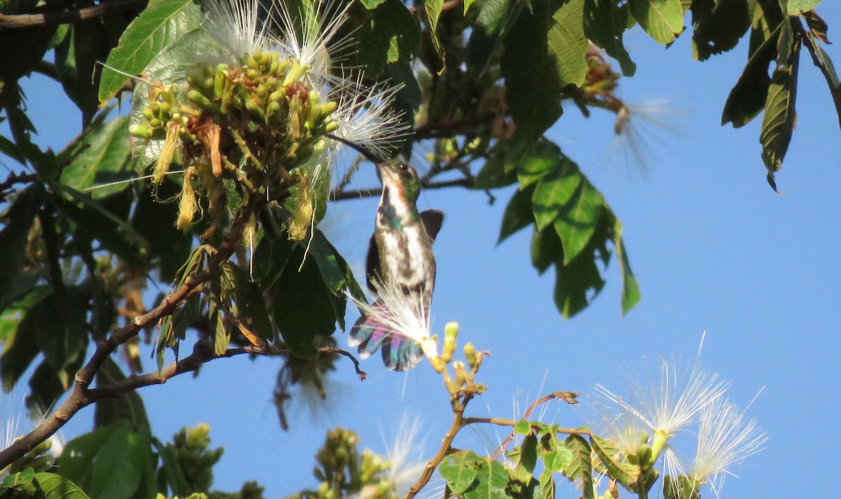 Green-breasted Mango - ML176336231