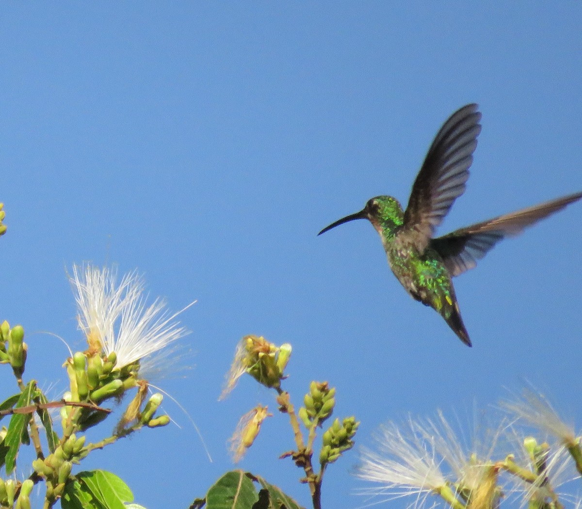 Green-breasted Mango - ML176336241