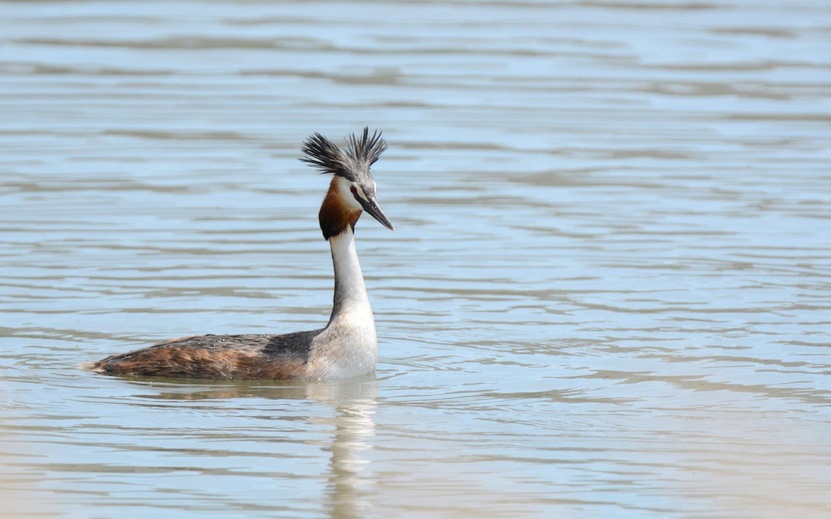 Great Crested Grebe - ML176337411
