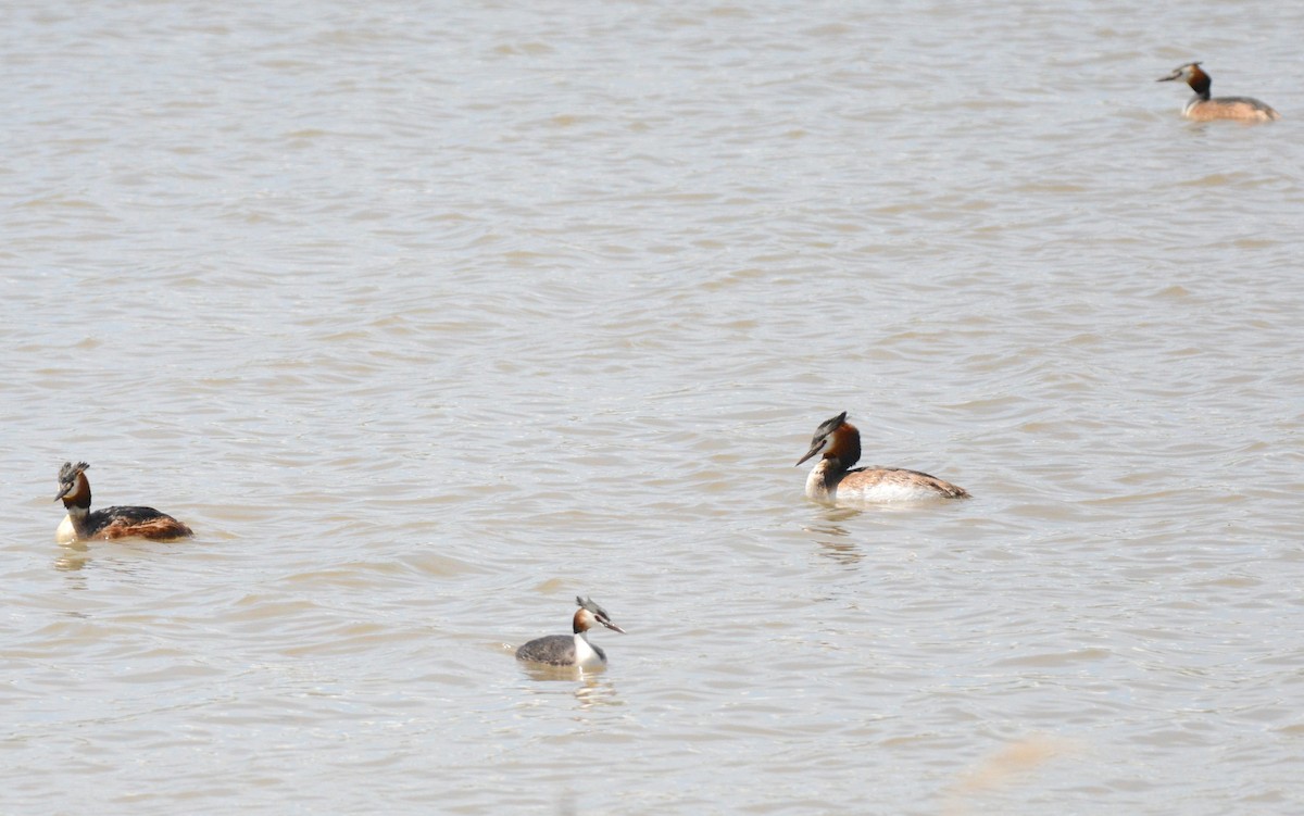 Great Crested Grebe - ML176337421