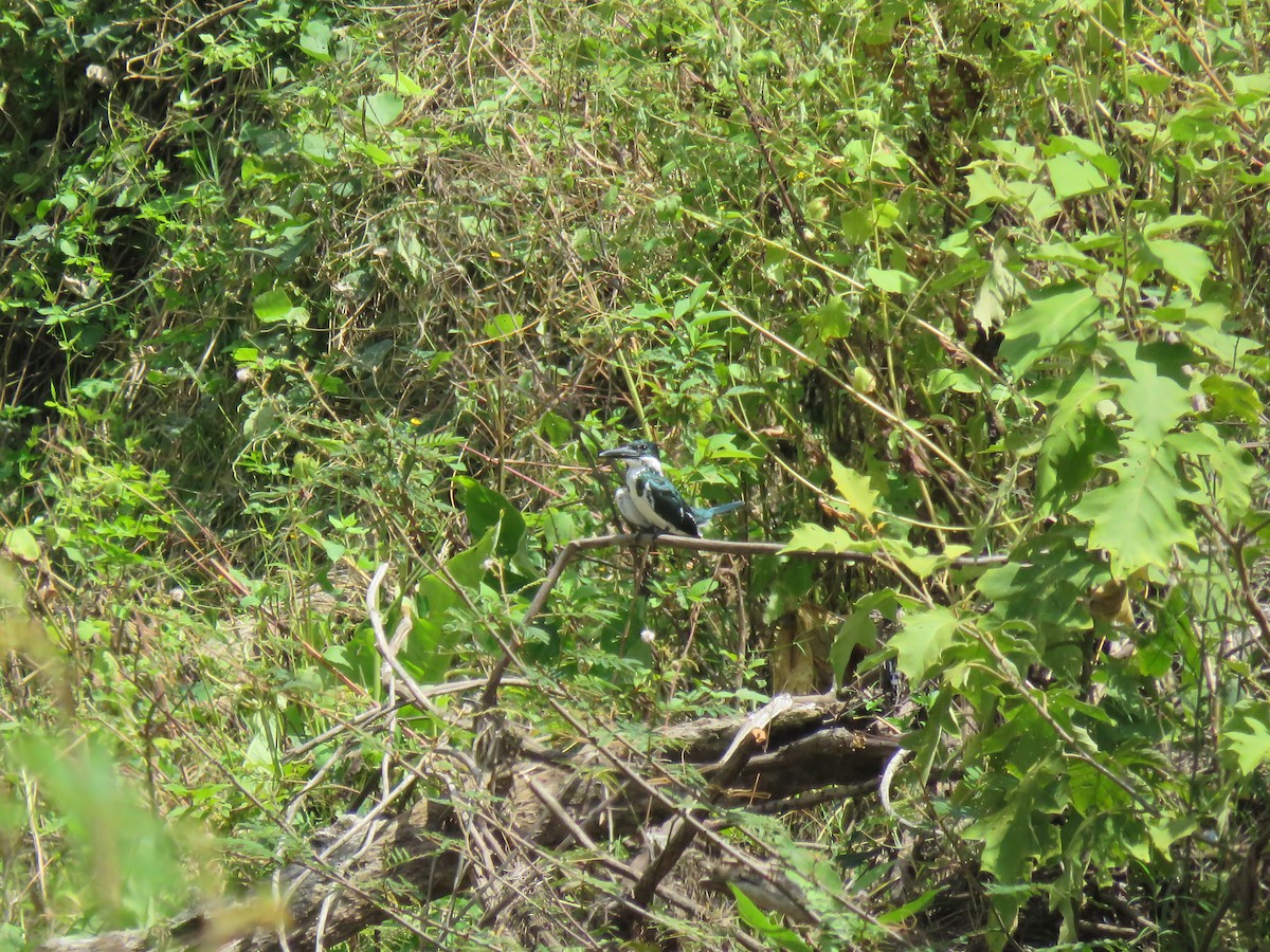 Amazon Kingfisher - ML176338291