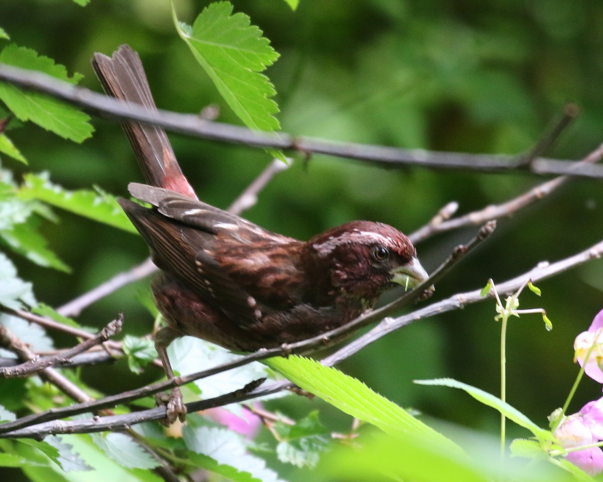 Spot-winged Rosefinch - Vijaya Lakshmi