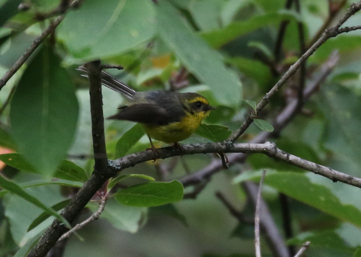 Yellow-bellied Fairy-Fantail - ML176342761