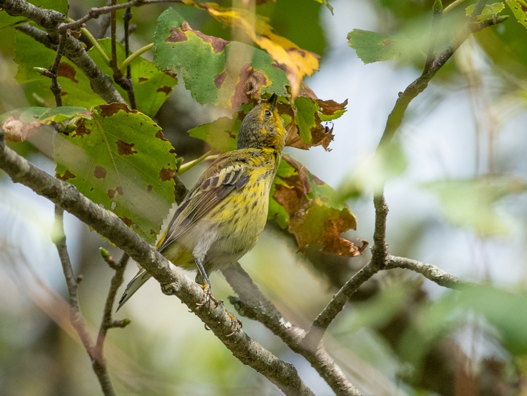 Cape May Warbler - ML176344121