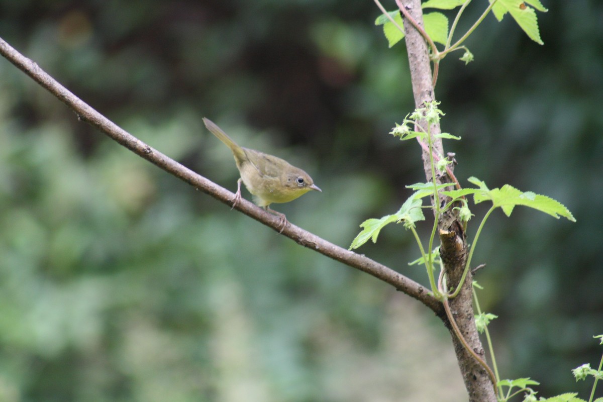 Common Yellowthroat - ML176345391