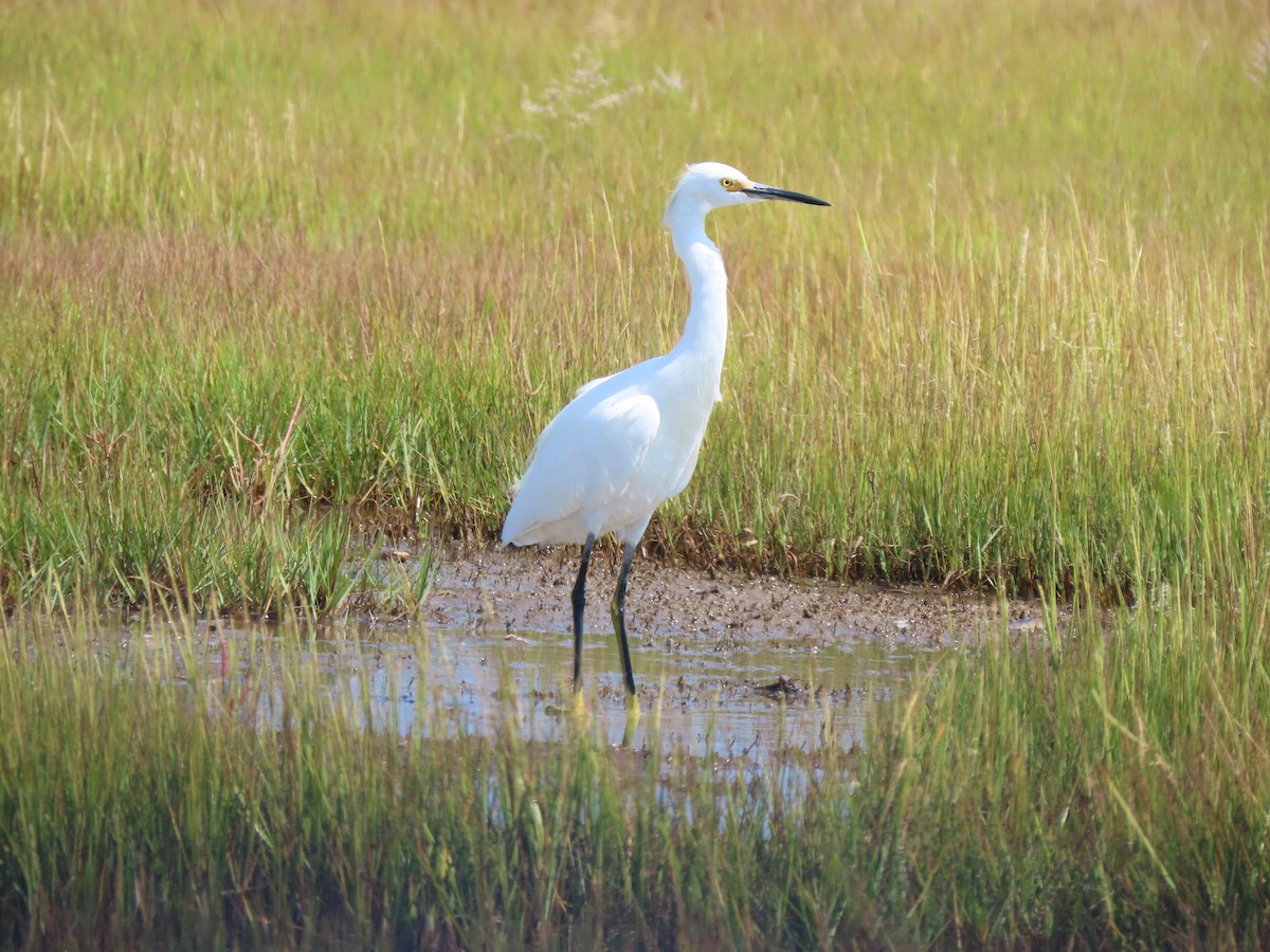 Snowy Egret - Terryl  Tindall