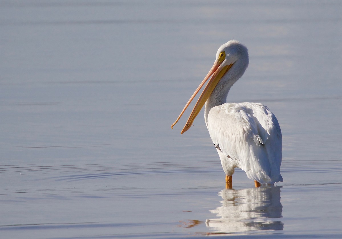 American White Pelican - Kathryn Keith