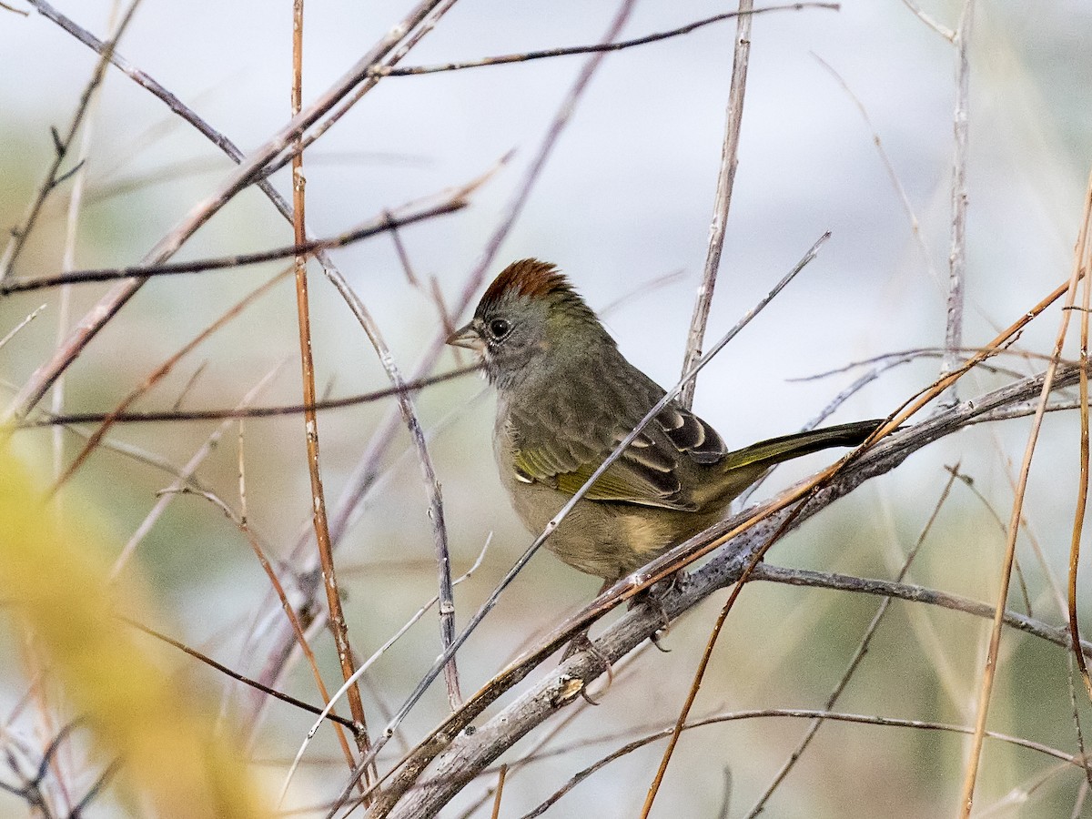 Green-tailed Towhee - Bob Martinka