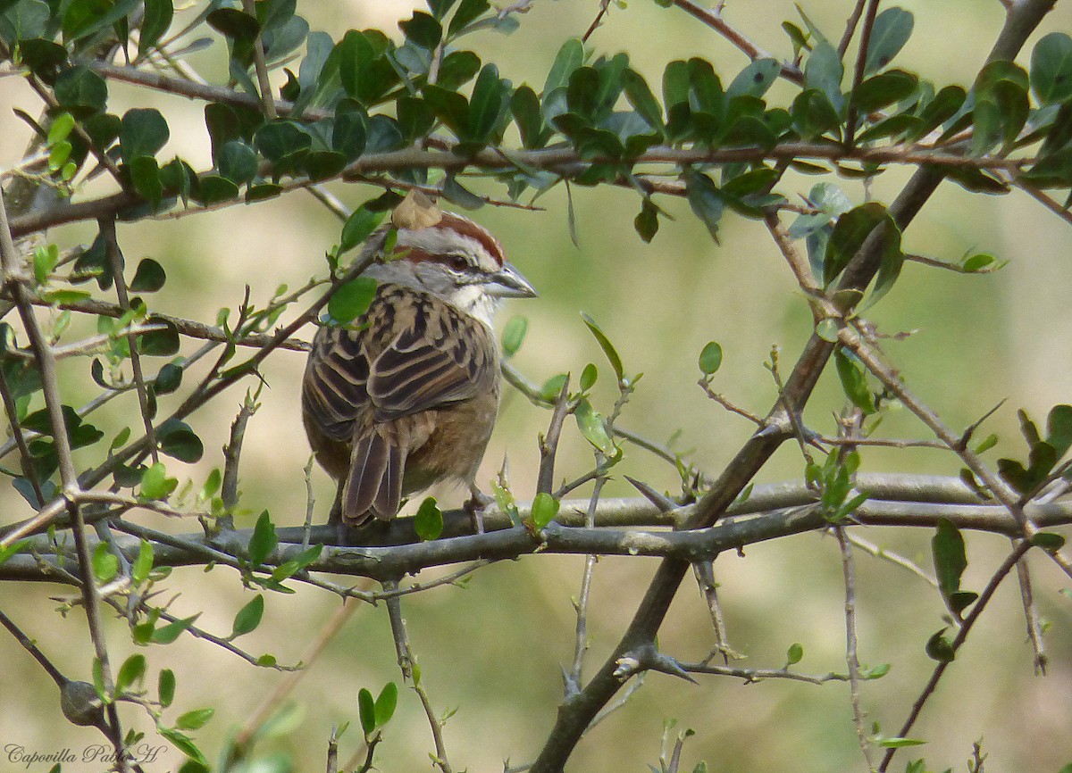 Bruant à calotte rayée - ML176348231