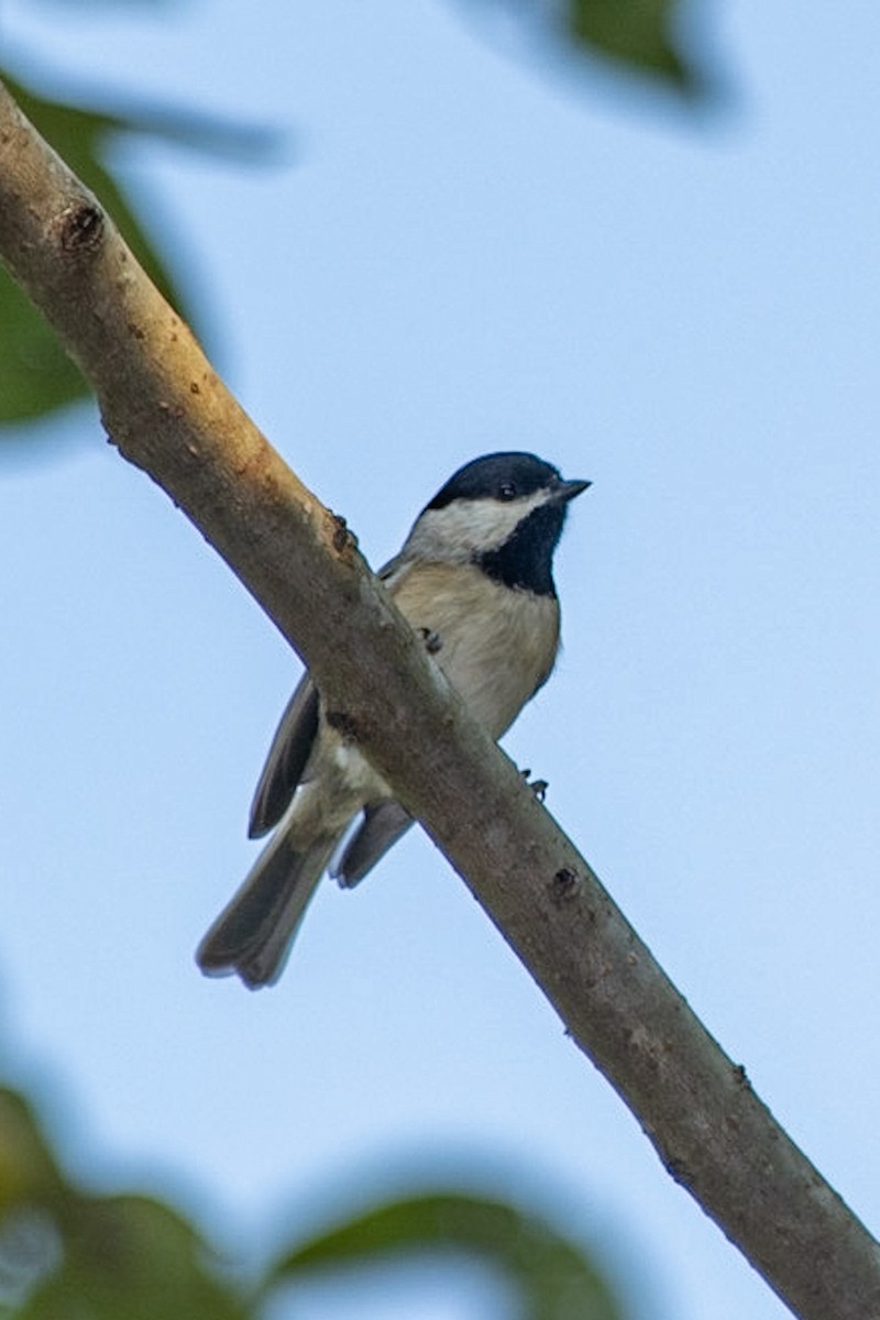 Carolina Chickadee - ML176349161