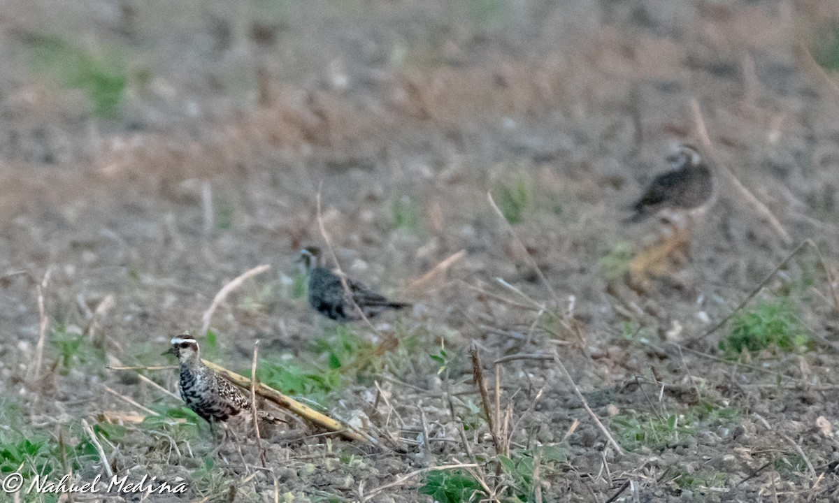 American Golden-Plover - ML176349251