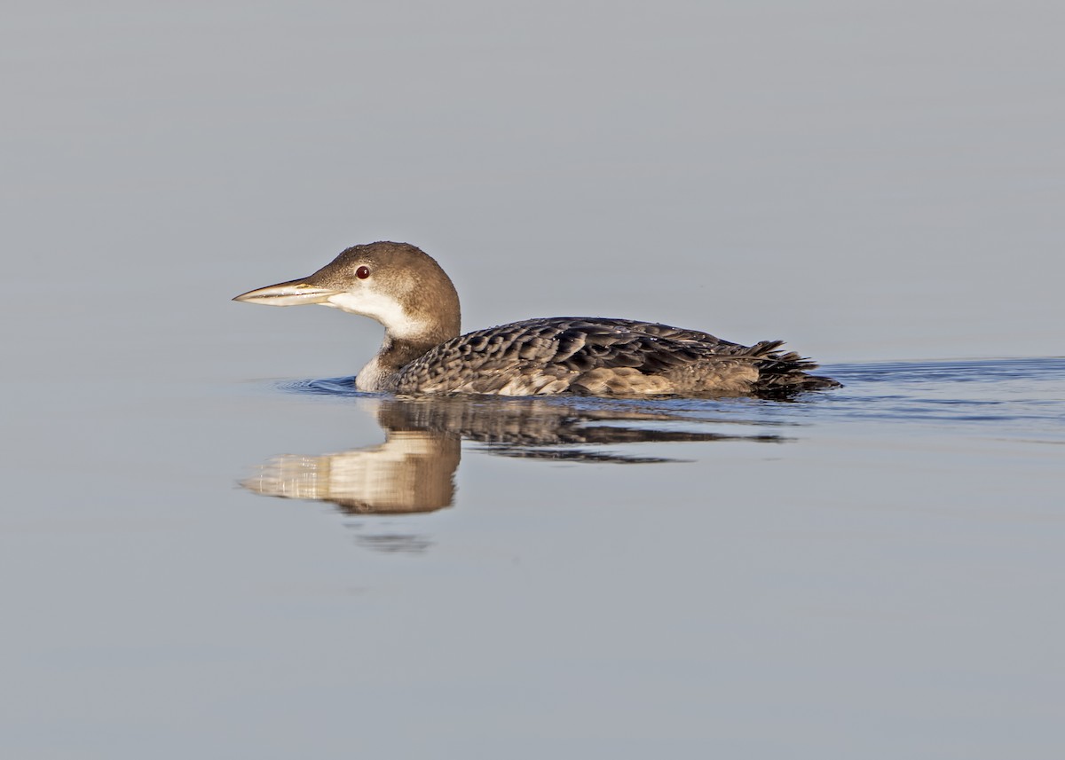 Common Loon - ML176352021