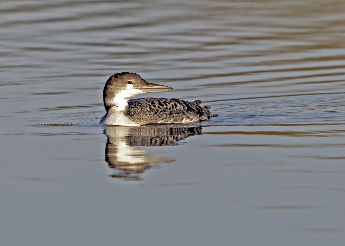 Common Loon - ML176352051