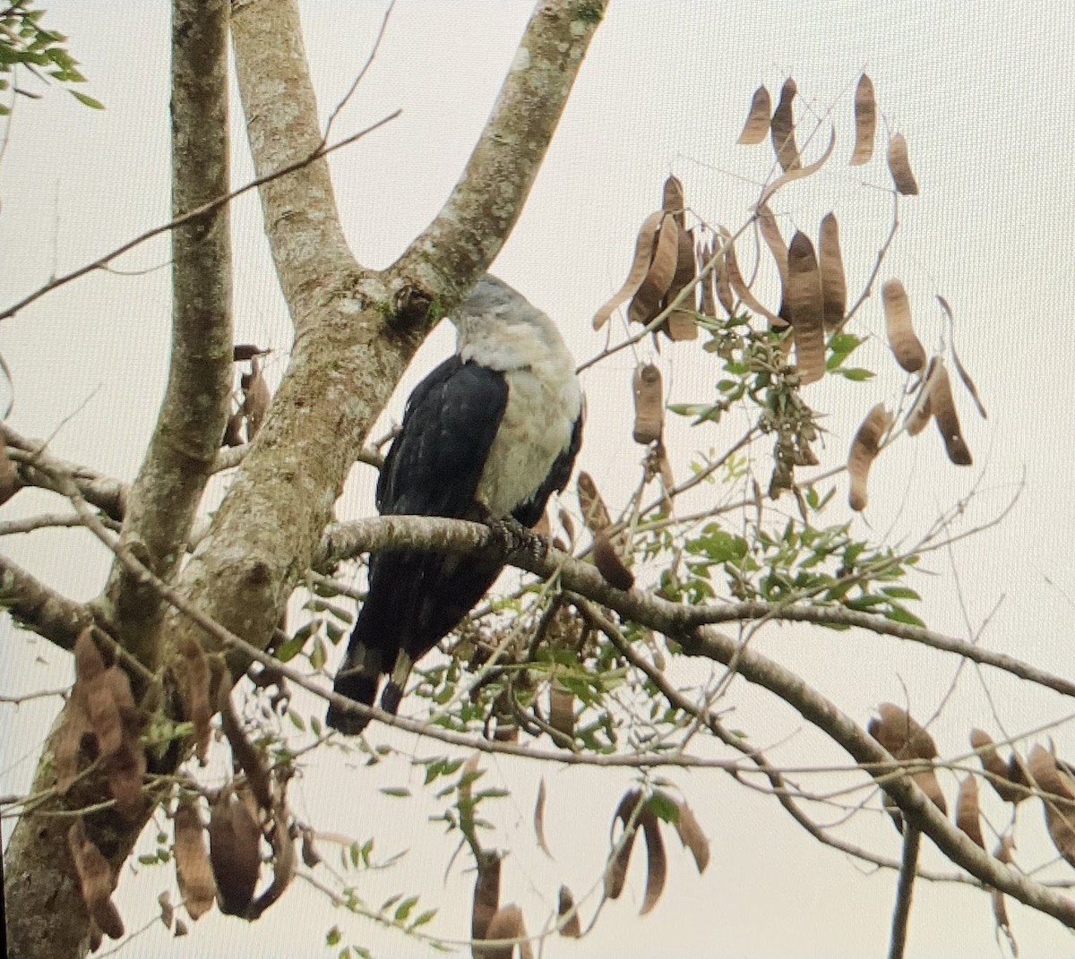 Gray-headed Kite - Charlie Woidat