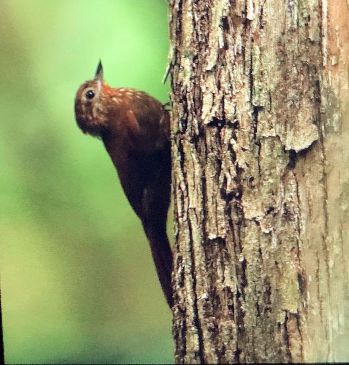 Wedge-billed Woodcreeper - Charlie Woidat