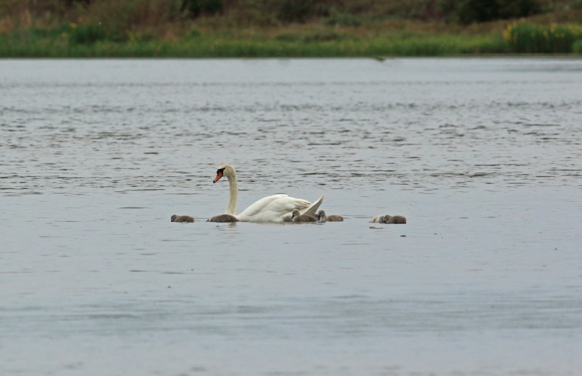 Mute Swan - ML176358041