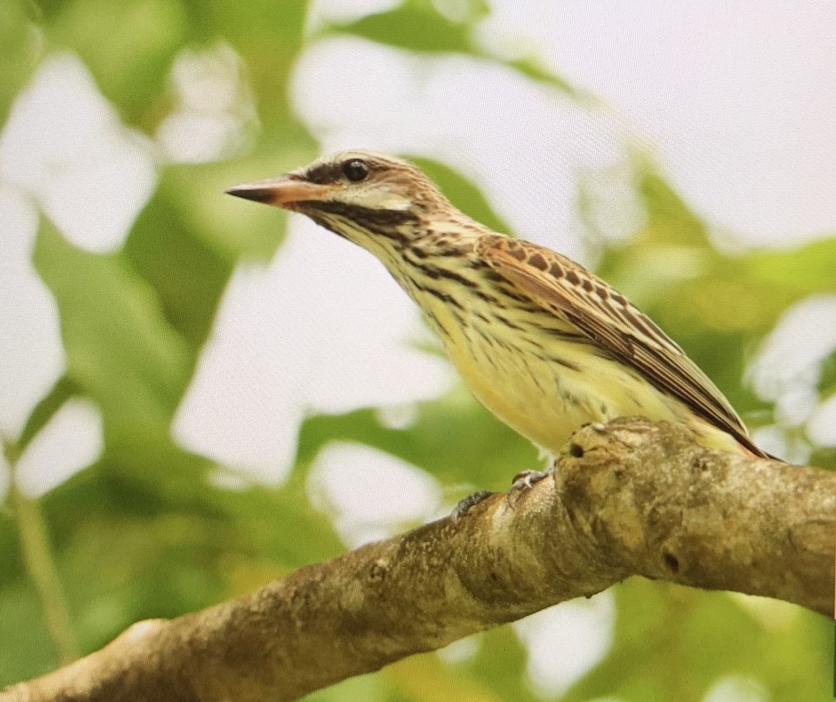 Streaked Flycatcher - ML176358991