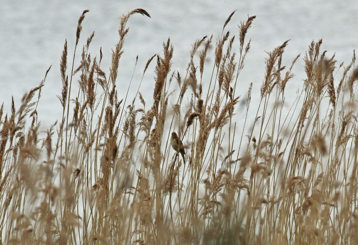 Common Reed Warbler - ML176359051