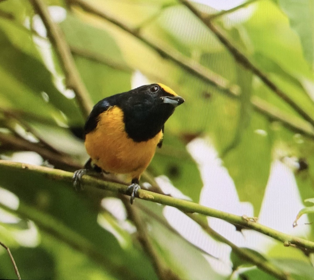 Fulvous-vented Euphonia - Charlie Woidat