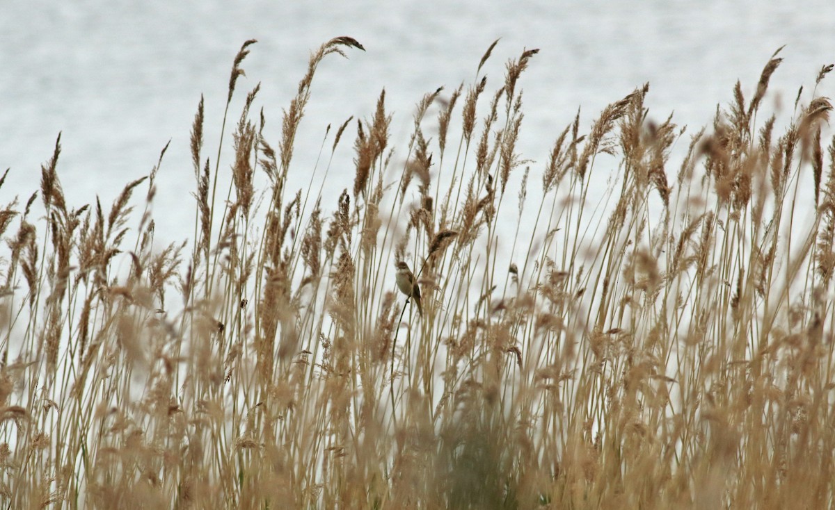 Common Reed Warbler - ML176359121