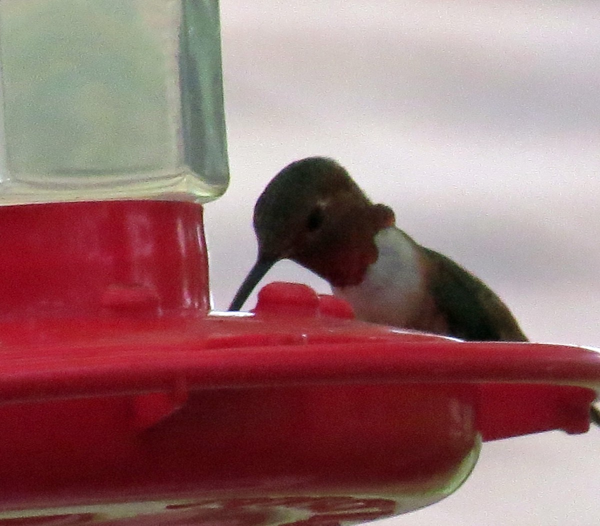 Allen's Hummingbird - ML176359561