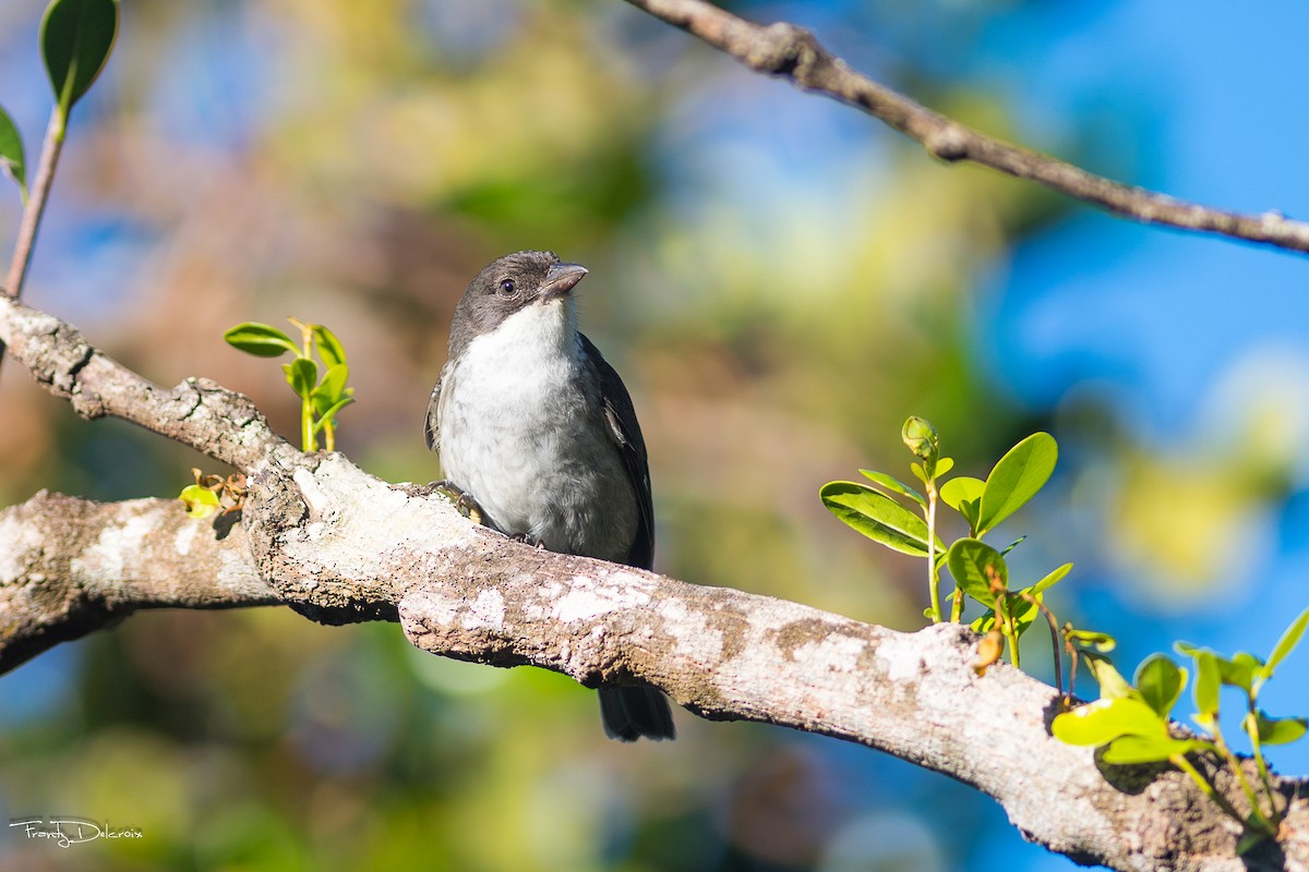 Puerto Rican Tanager - ML176362451