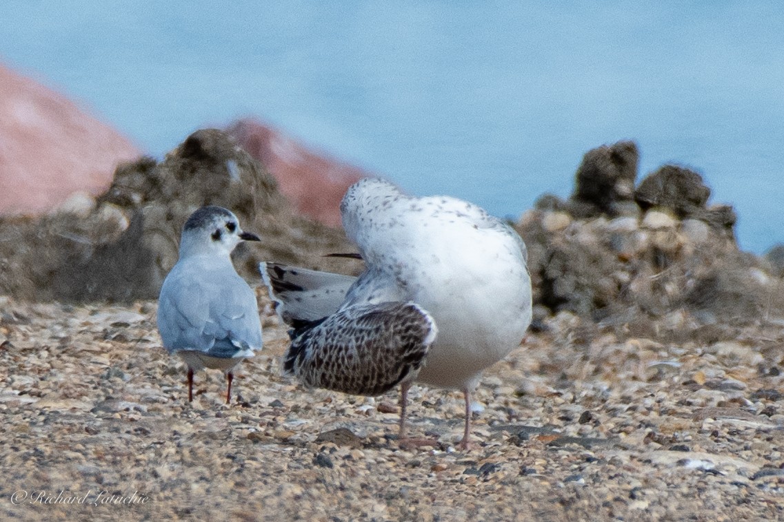 Gaviota Enana - ML176362881