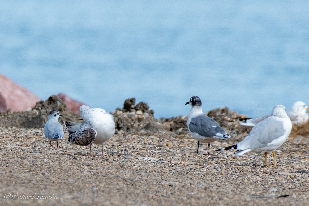 Gaviota Enana - ML176362901