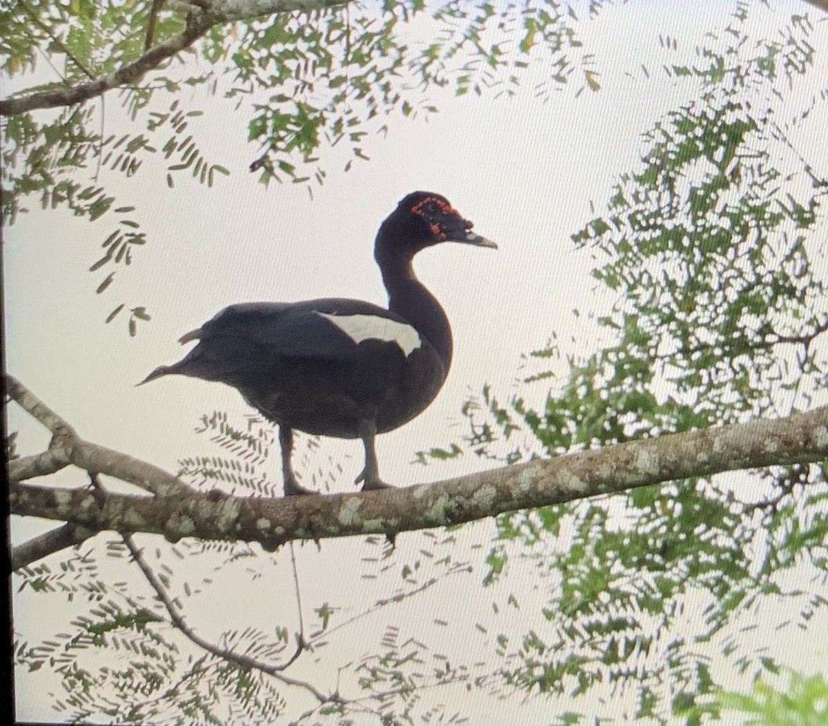 Muscovy Duck - ML176363001