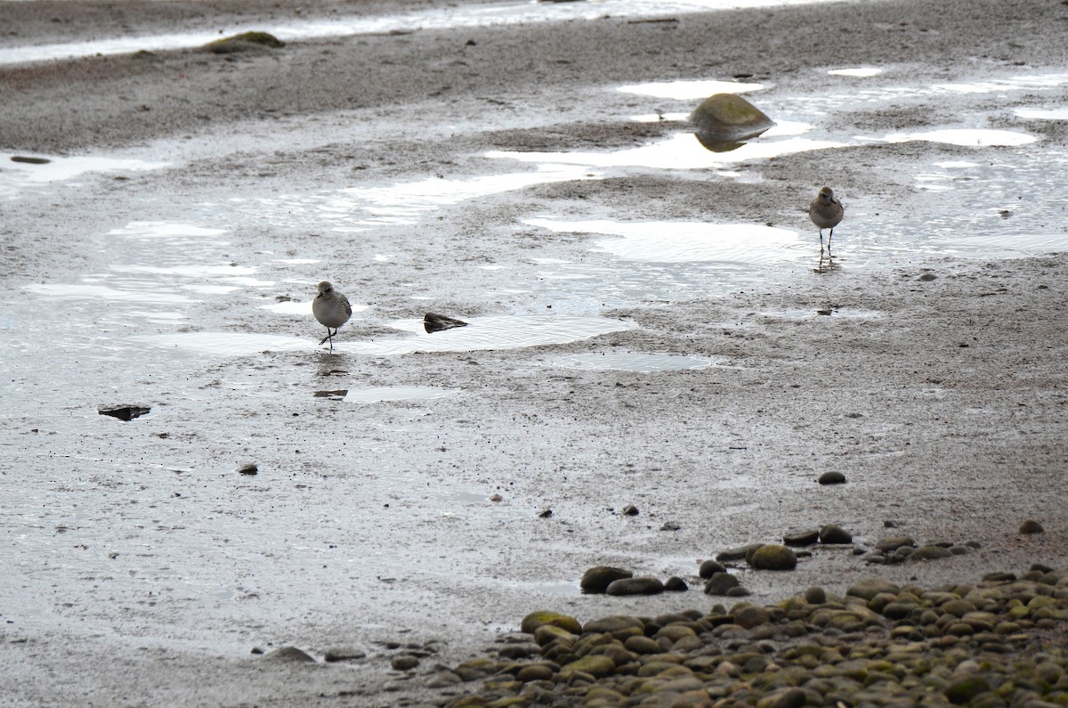 Black-bellied Plover - Chantale Girard