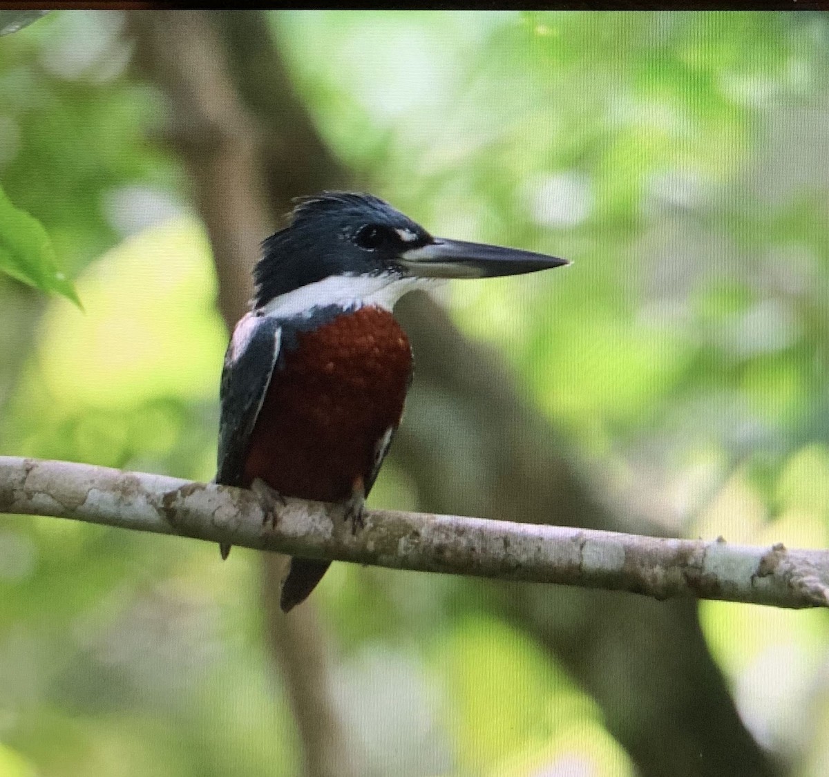 Ringed Kingfisher - Charlie Woidat