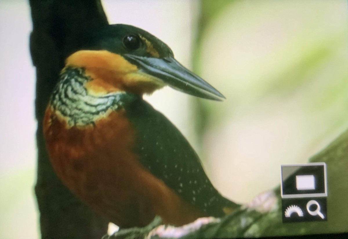 Green-and-rufous Kingfisher - ML176365031