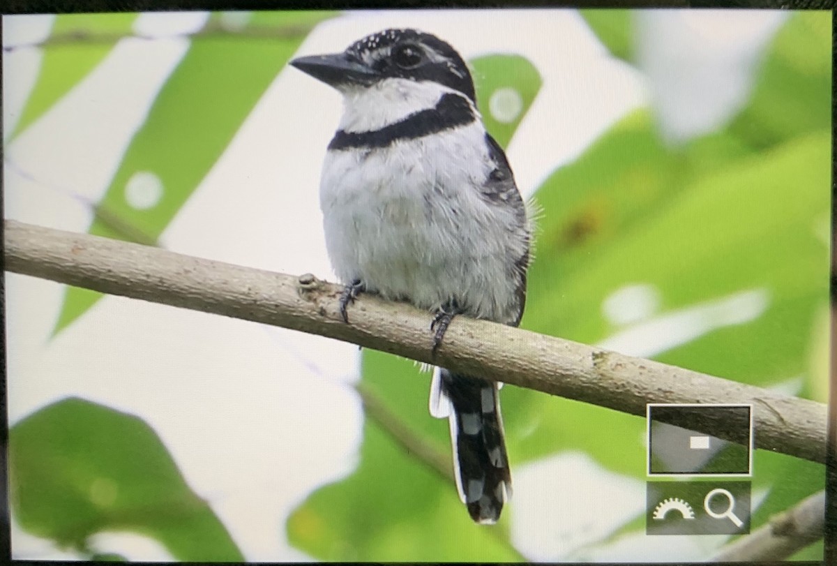 Pied Puffbird - ML176365261