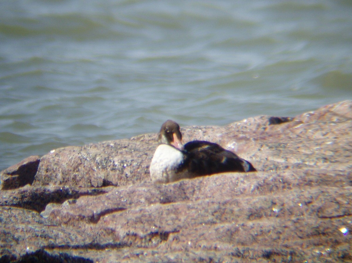 King Eider - ML176367001