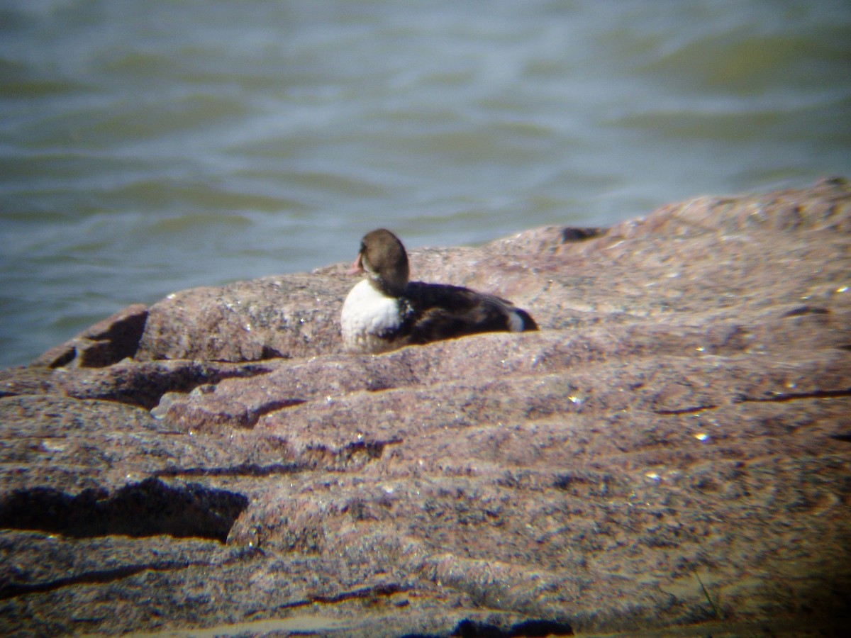 Eider à tête grise - ML176367011